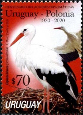 White Stork (Ciconia ciconia)