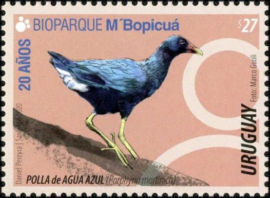 Purple Gallinule (Porphyrio martinica)