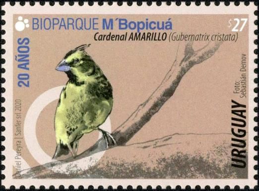 Yellow Cardinal (Gubernatrix cristata)