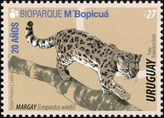 Leopardus wiedii