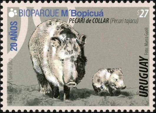 Pecari tajacu