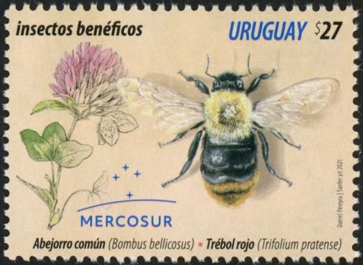 Mercosur : Beneficial Insects - Bombus bellicosus