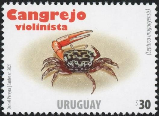 Uruguayan Fiddler Crab (Leptuca uruguayensis)
