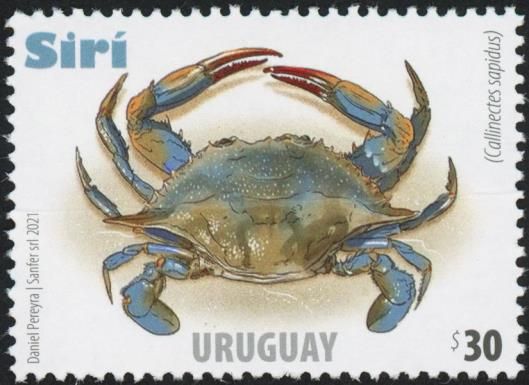 Atlantic Blue Crab (Callinectes sapidus)