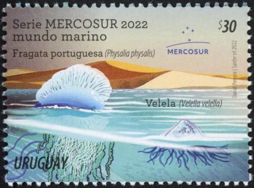 Portuguese Man o'War (Physalia physalis)