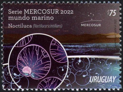 Noctiluca scintillans