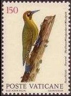 Green Woodpecker (Picus viridis)