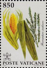 Frumentum indicum