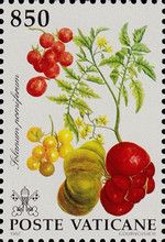 Solanum pomiferum