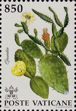 Opuntia