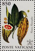 Theobroma cacao