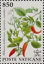 Capsicum or Mordens (Solanum tuberosum)