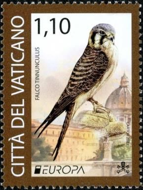 Common Kestrel (Falco tinnunculus)