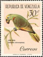 Yellow-crowned Parrot (Amazona ochrocephala)