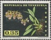 Epidendrum stamfordianum