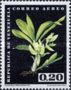 Cycnoches chlorochilon