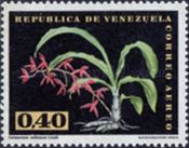 Catasetum callosum
