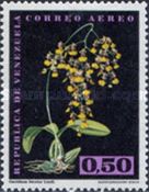 Oncidium bicolor