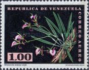 Brassavola nodosa