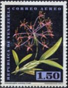 Schomburgkia undalata
