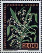 Oncidium zebrinum
