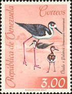 Black-necked Stilt (Himantopus himantopus)