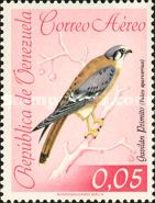 American Kestrel (Falco sparverius)