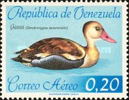 Black-bellied Whistling Duck (Dendrocygna autumnalis)