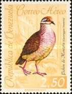 Lined Quail-dove (Geotrygon linearis)