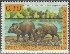 Collared Peccary (Tayassu tajacu)