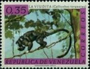Black Titi (Callicebus torquatus)