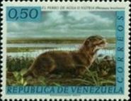 Giant Otter (Pteronura brasiliensis)
