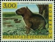Greater Capybara (Hydrochoerus hydrochaeris)