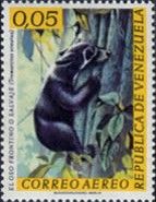 Spectacled Bear (Tremarctos ornatus)