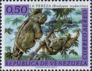 Pale-throated Three-toed Sloth (Bradypus tridactylus)