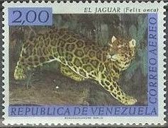 Jaguar (Panthera onca)