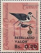 Black-necked Stilt (Himantopus himantopus) -overprint