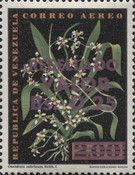 Oncidium zebrinum - surcharged