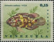 Oscar (Astronotus ocellatus)
