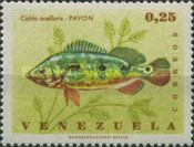 Peacock Bass (Cichla ocellaris)
