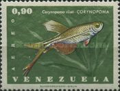 Swordtail Characin (Corynopoma riisei)