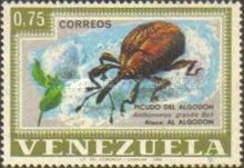Boll Weevil (Anthonomus grandis)