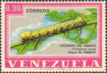 Tobacco Horn-worm (Protoparce sexta)