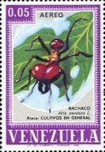 Leafcutter Ant (Atta sexdens)