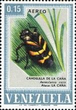 Sugarcane Froghopper (Aeneolamia varia)