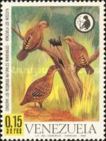 Marbled Wood-quail (Odontophorus gujanensis)