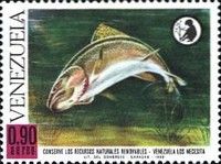 Brown Trout (Salmo trutta)