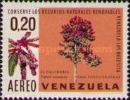 Palo Maria  (Triplaris caracasena)