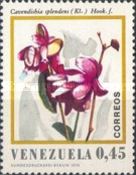 Cavendishia splendens