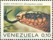 Indigo Snake (Drymarchon corais)